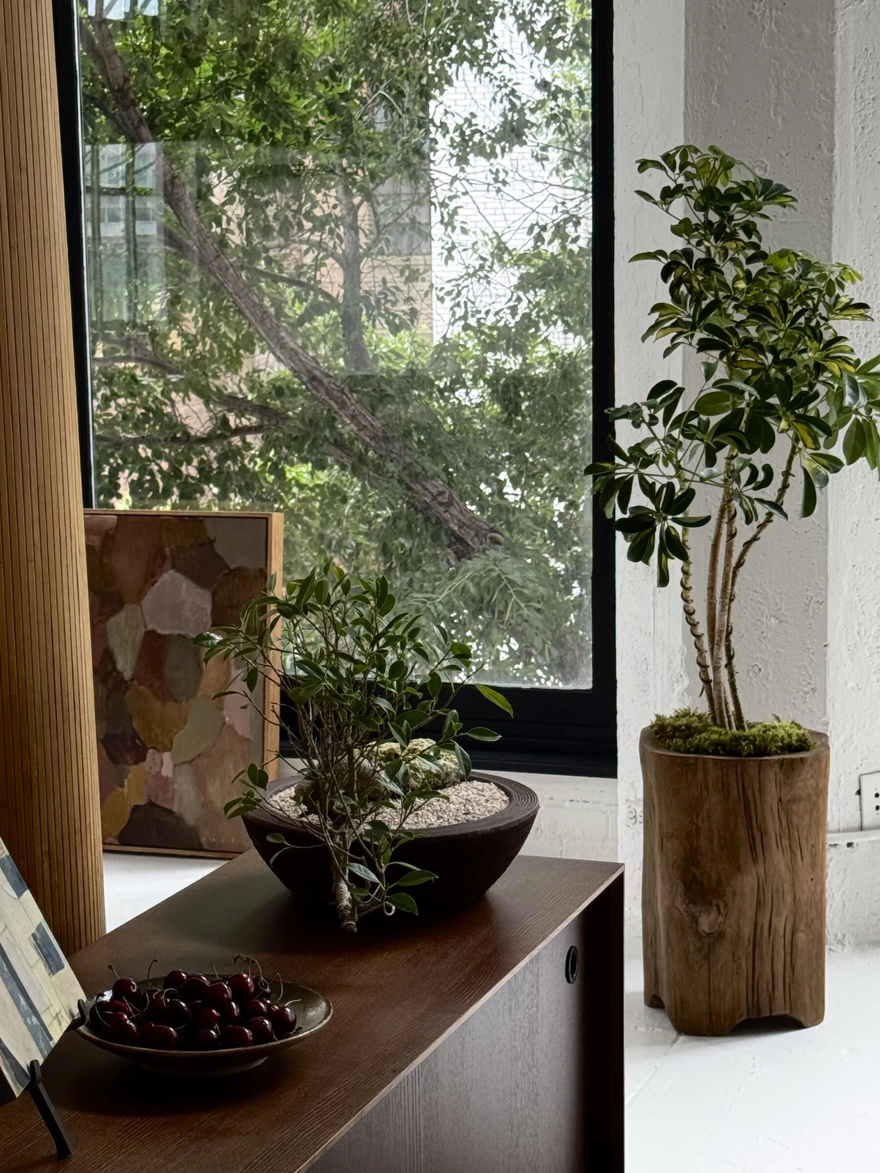 A ficus bonsai in a dark ceramic bowl on a walnut credenza, beside a variegated schefflera planted in a raw teak trunk vessel, in a loft with a tree-filled window.