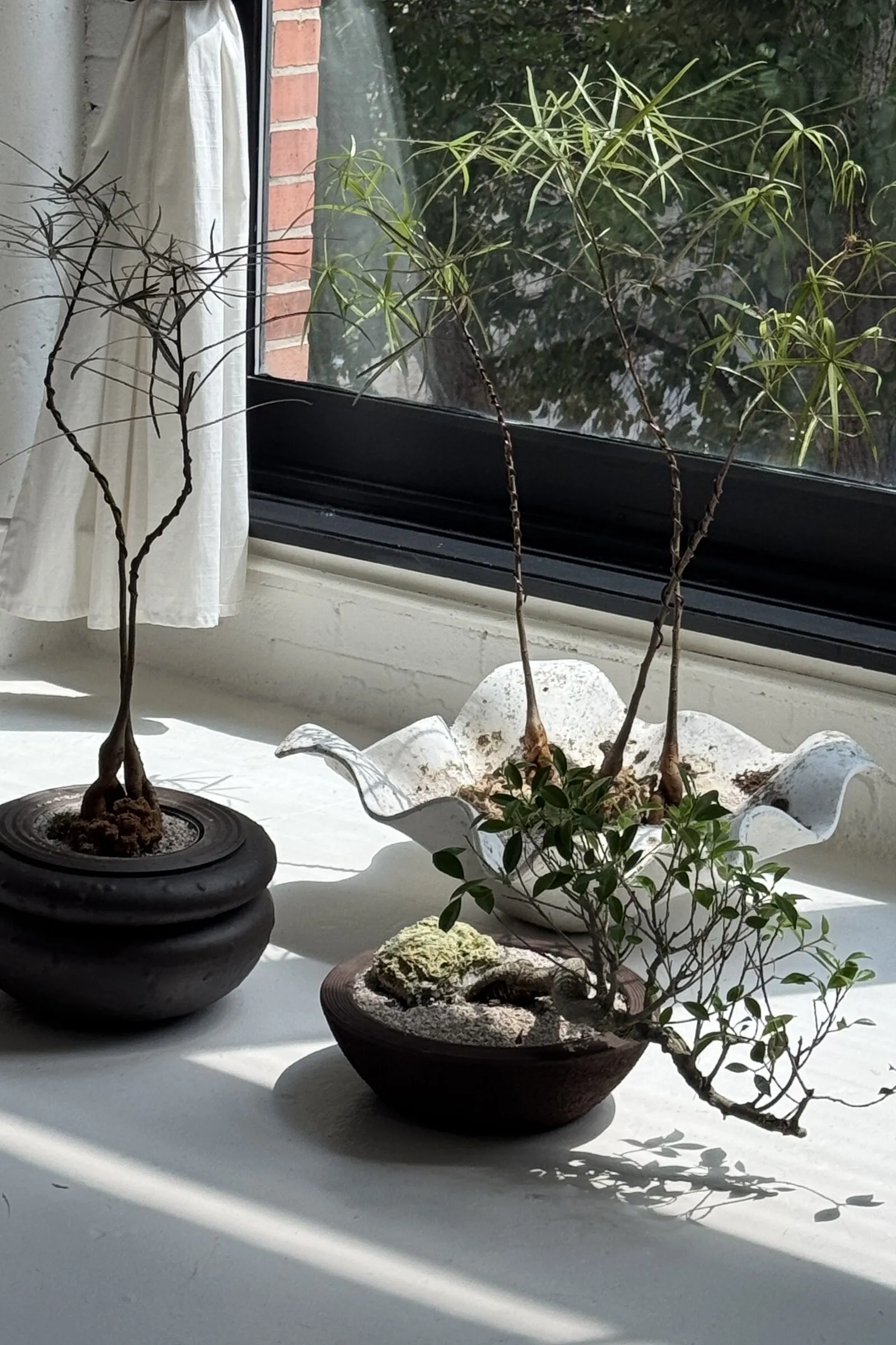 Three planted vessels on a sunlit sill—a slender specimen in a turned black ceramic pot, a white sculptural planter, and a cascading ficus in a raw clay bowl.
