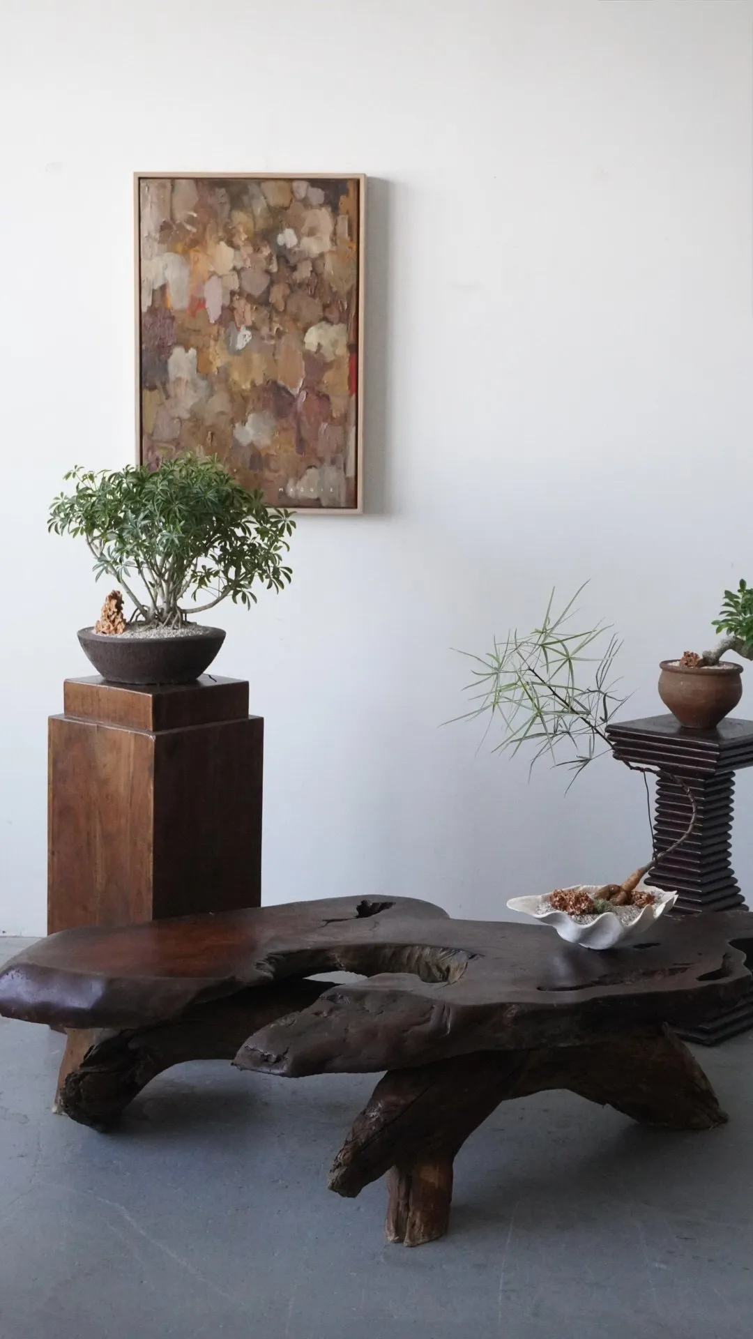 A studio room with an abstract painting, a schefflera bonsai on a tall walnut plinth, a burl root table, and a brachychiton on a ribbed pedestal.