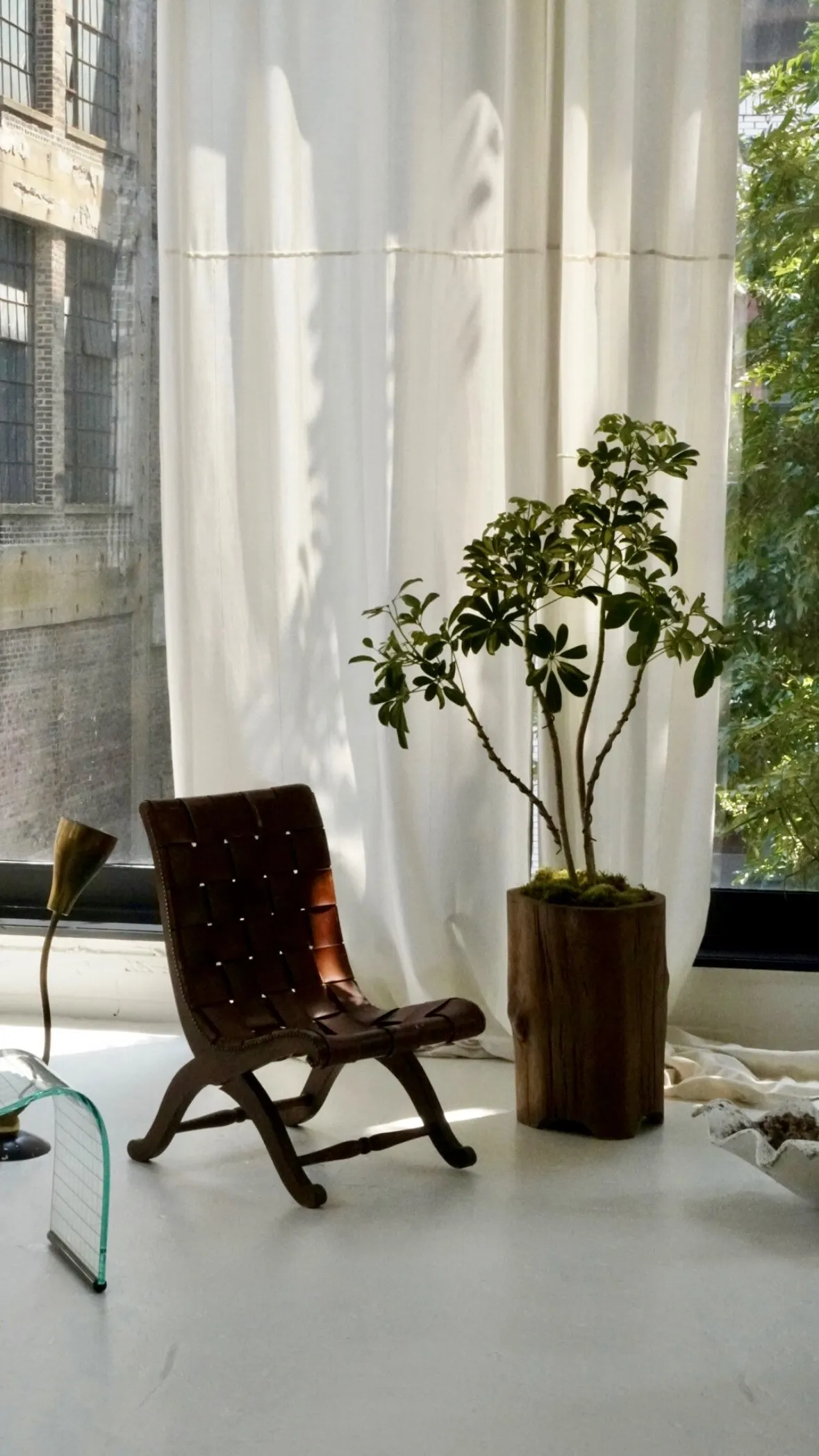 A variegated schefflera forest planted in a hollowed teak trunk, mossed at the base, standing in daylight beside a woven leather chair.